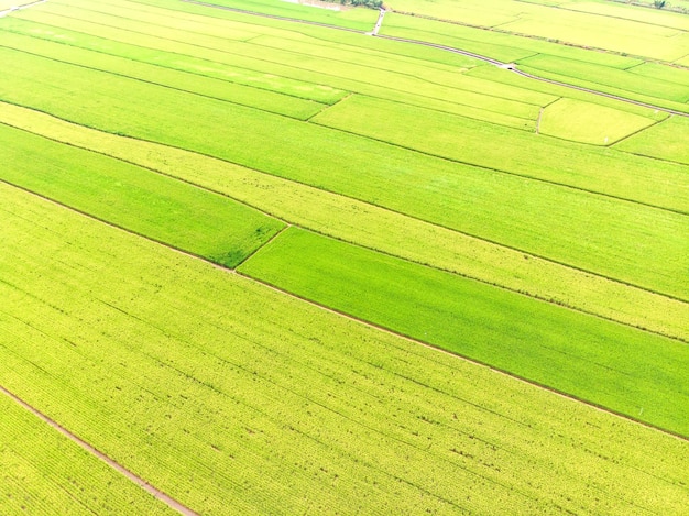 Landschapsmening van Guandu Plain, Taipei, Taiwan