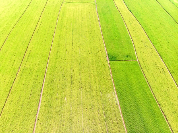 Landschapsmening van Guandu Plain, Taipei, Taiwan