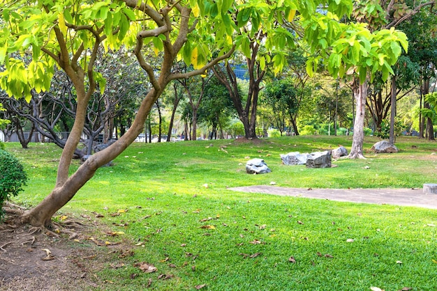 Landschapsmening van mooi Lumphini-park met groen bomengazon en moderne gebouwen op hemelachtergrond Bangkok Thailand