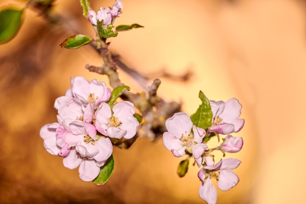 Landschapsmening van prachtige geïsoleerde bloemen in focus Bloeiend van een boom in de buitenlucht Zon schijnt op gerichte roze bloemengroep met groene bladeren die groeien van een boomstam buiten de natuur