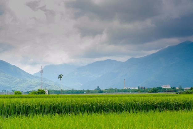 Landschapsmening van prachtige rijstvelden bij brown avenue chishang taitung taiwan rijpe gouden rijstoor