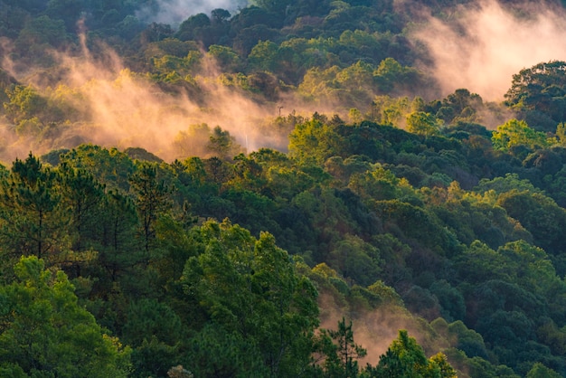 landschapsmening van tropisch bos, Thailand