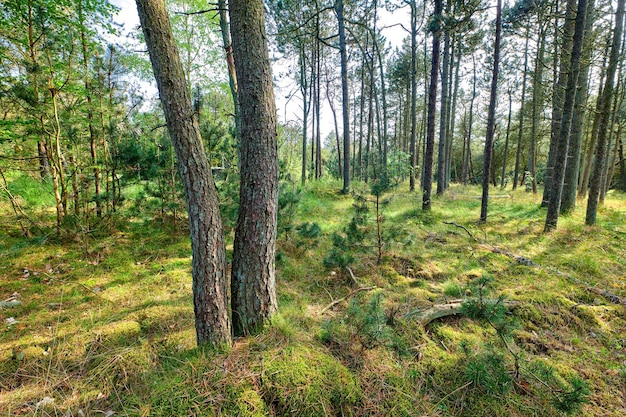 Landschapsmening van wilde spar ceder of pijnbomen en struiken die groeien in rustige landelijke bossen in Zweden Groen milieu natuurbehoud naaldbos op een afgelegen locatie in het voorjaar