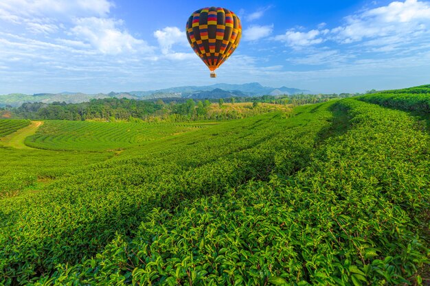 Landschapsmening van zonsopgang bij groene theegebied met ballon