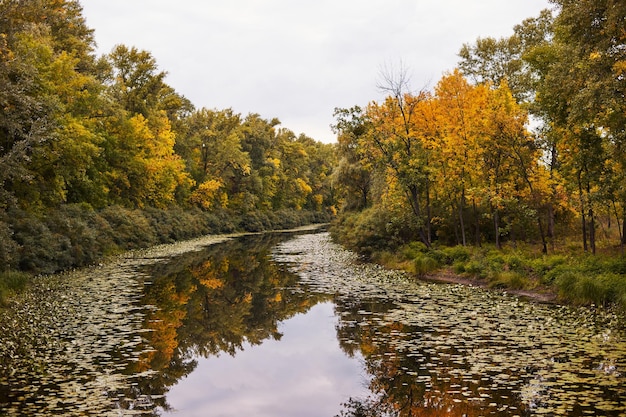 Landschapsmoeras in het herfstbos