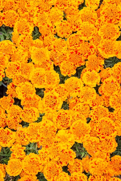 Landschapsontwerp Florale achtergrond Plantkunde en flora Tagetes bovenaanzicht Lente natuur concept