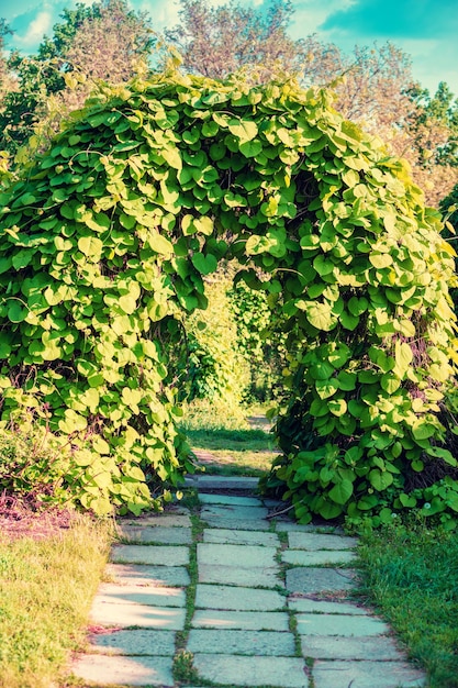 Landschapsontwerp in de tuin Boog van bomen