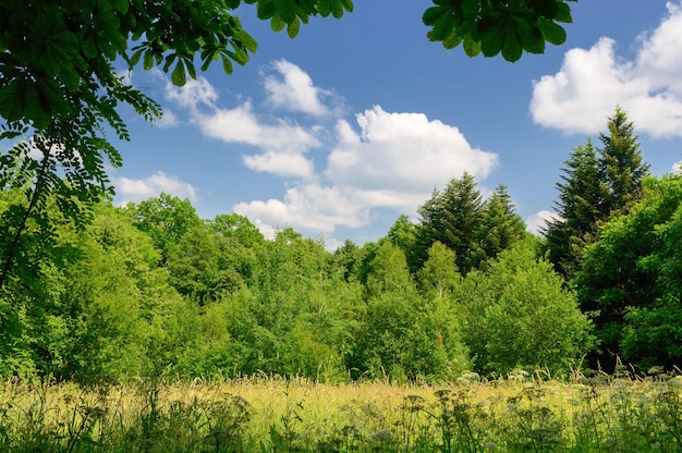 Landschapsopheldering in een bos. Zomerseizoen