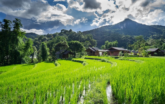 Landschapspadieveld in Chiang Mai