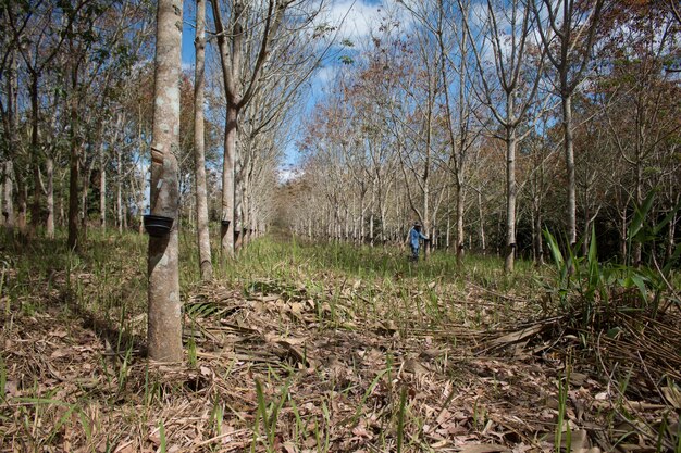 Landschapsrubberaanplanting tijdens dag met blauwe hemel