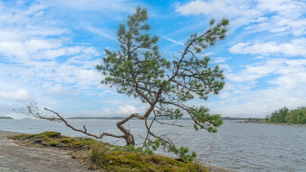 Landschapssparren op een rotsachtig plateau onder een blauwe lucht met witte wolken