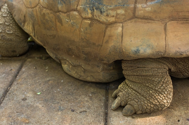 Landschildpadden