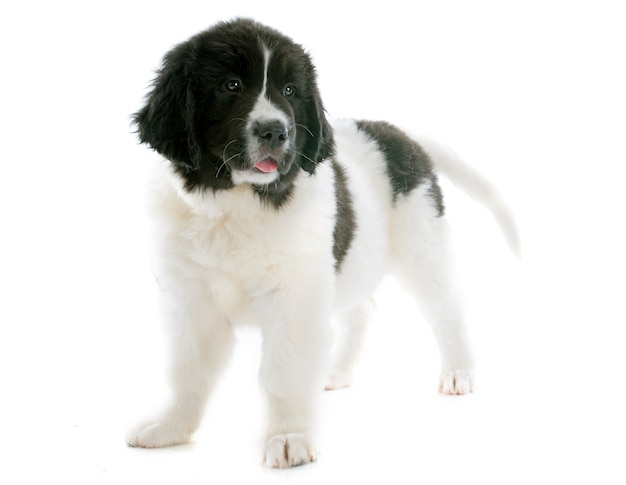 landseer puppy