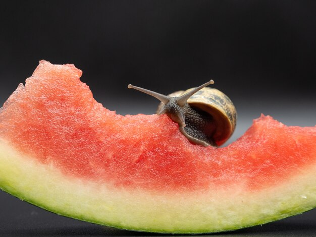 landslak kruipen en een plakje watermeloen eten