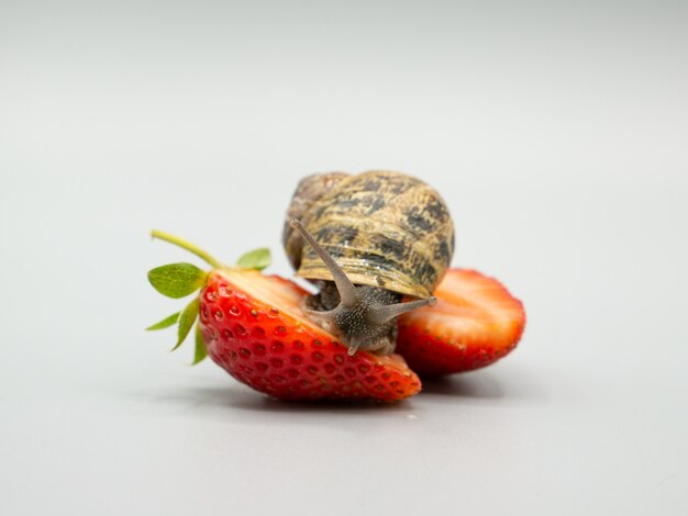 landslak kruipen op een aardbei in tweeën gesneden