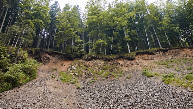 Landslide in the forest view