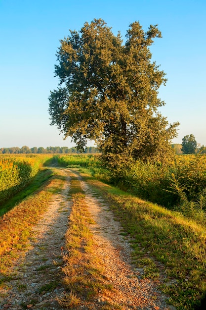 Landweg bij zonsopgang