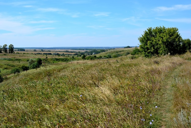 landweg die door grasveld gaat met groene boom en blauwe lucht aan de horizon