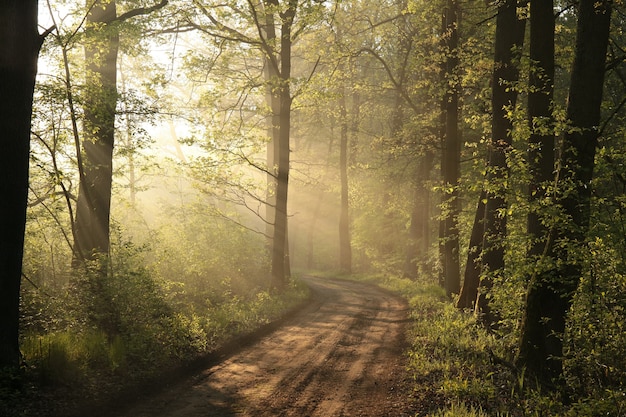 Landweg door mistig bos tijdens zonsopgang