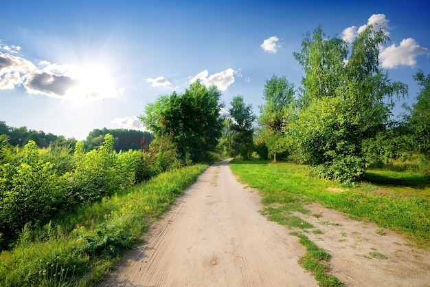 Landweg en groene bomen op het platteland