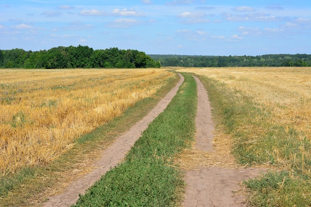 landweg in de landbouw die naar het bos gaat met blauwe lucht