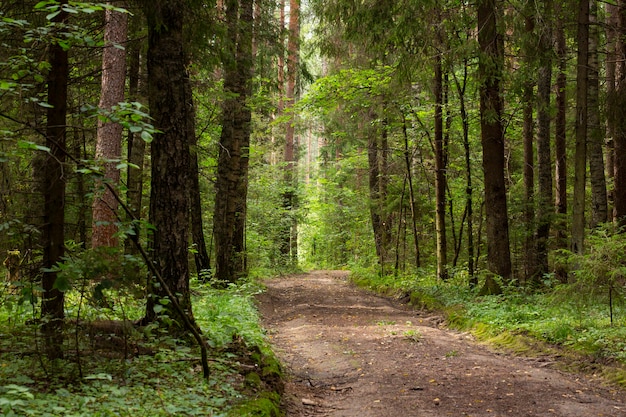 Landweg in een dennenbos, augustus