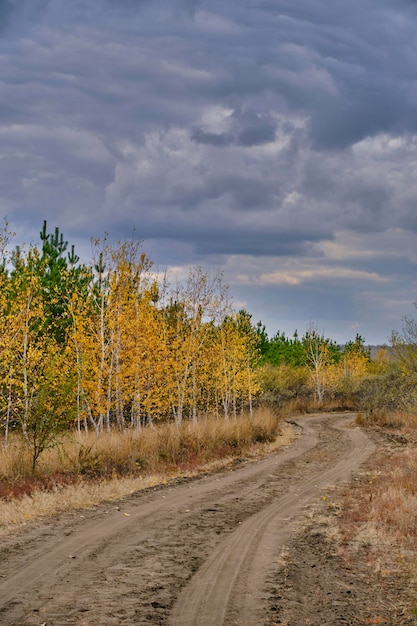 Landweg in een herfst dennenbos tegen dramatische wolken op de achtergrond