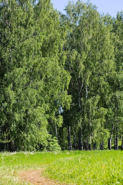 Landweg in een veld tussen witte paardebloemen