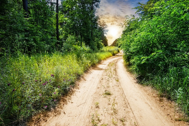 Landweg in het bos met groen gras en bomen