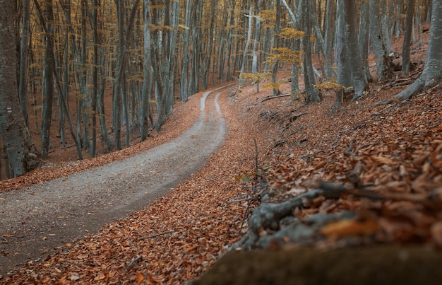 Landweg in het herfst gele bos