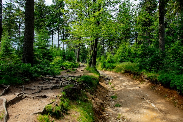 Landweg in Sudetes-bergen, Polen