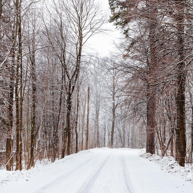 Landweg na sneeuwval in bos in de winter