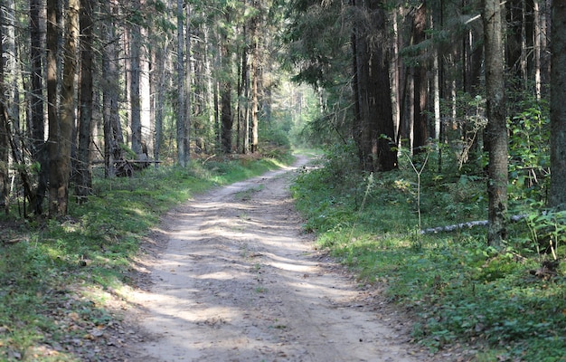 Landweg op bosachtergrond