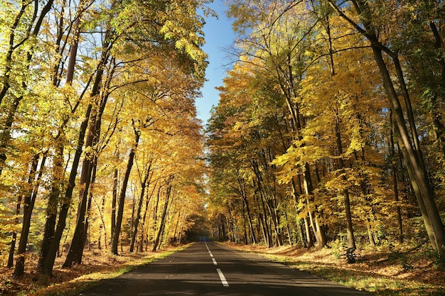 Landweg tussen eiken op een zonnige herfstochtend