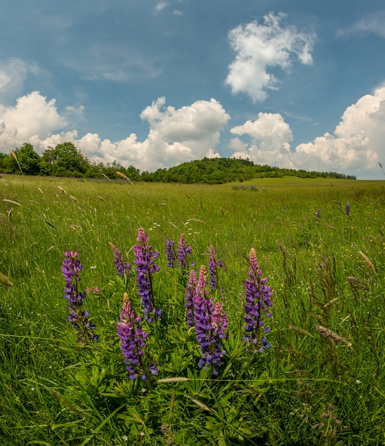 Landzicht weide en wilde violette lupinebloemen