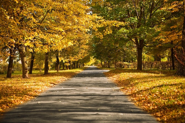 Lane in the autumn park