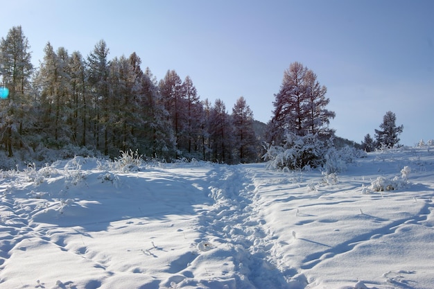 Foto corsia nella neve profonda in legno in inverno