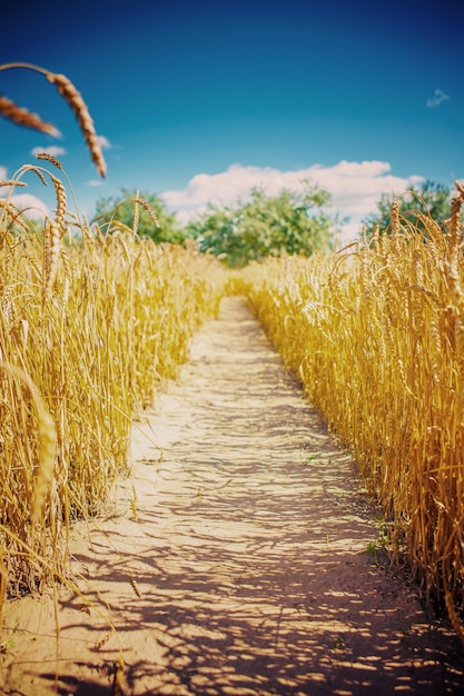 Lane op tarweveld voor het oogsten van Instagram-stijl