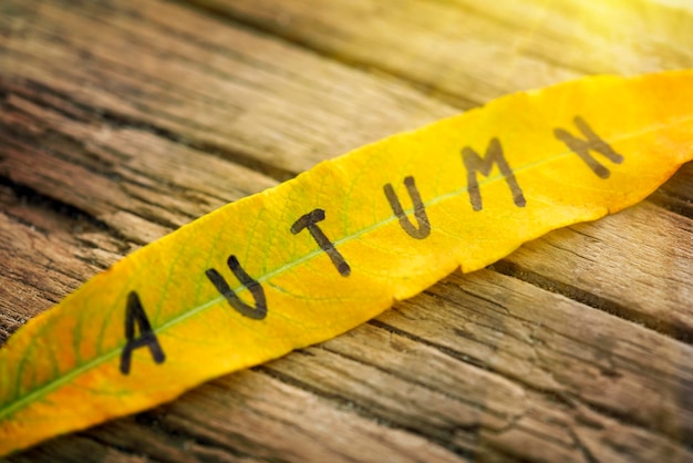 Lang geel blad met de inscriptie HERFST op de oude houten achtergrond met scheuren in het zonlicht