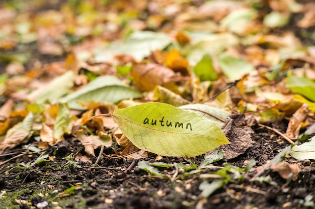 Lang geel blad met het opschrift AUTUMN