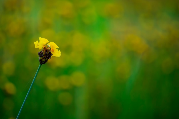 Lang geel-eyed gras die op het padiegebied bloeien van thailand.