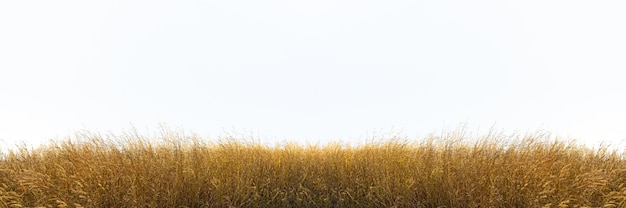 Foto lang geel wild gras tegen een afgelegen witte hemelachtergrond