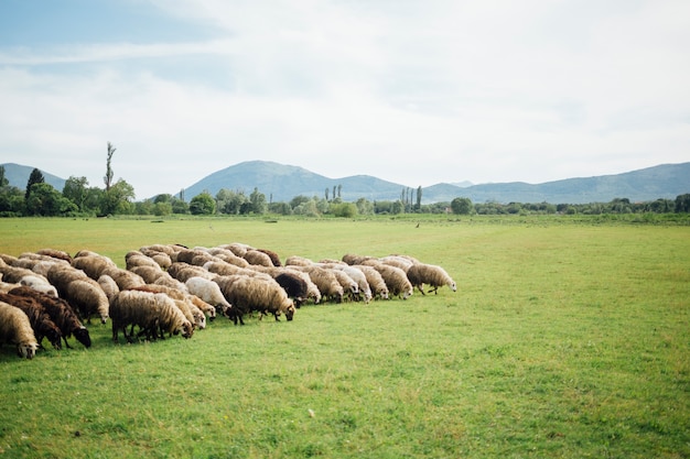 Lang geschotene kudde van schapen die gras op weiland eten