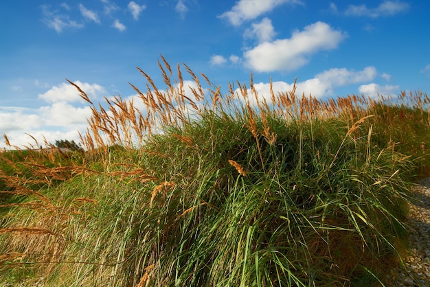 Lang groen gras dat buiten groeit in de natuur met een blauwe bewolkte hemelachtergrond Prachtig landschap met planten op een heuvel in een afgelegen landelijke locatie Rustig schilderachtig land op een berg