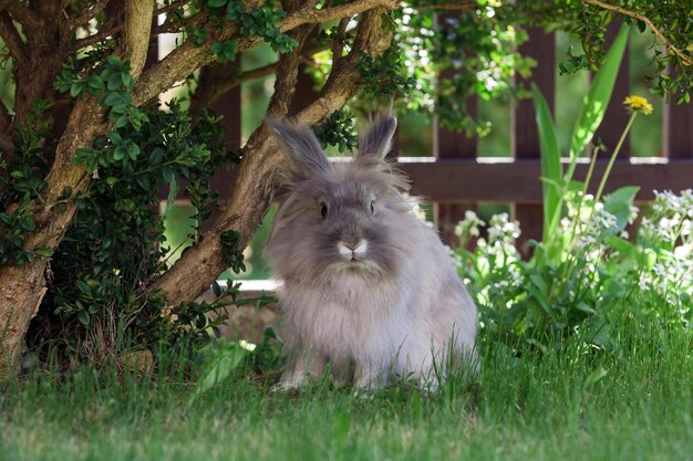 Lang haar decoratief grijs konijntje hurkzit onder de struik