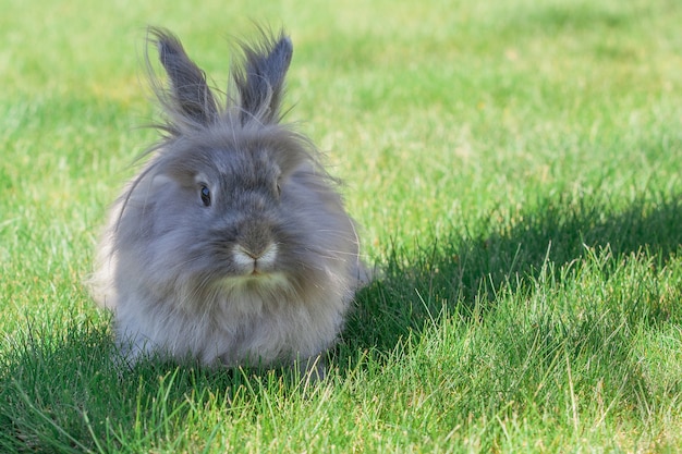 Lang haar decoratief grijs konijntje op het groene gras