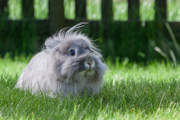 Lang haar decoratief grijs konijntje zittend op groen gras