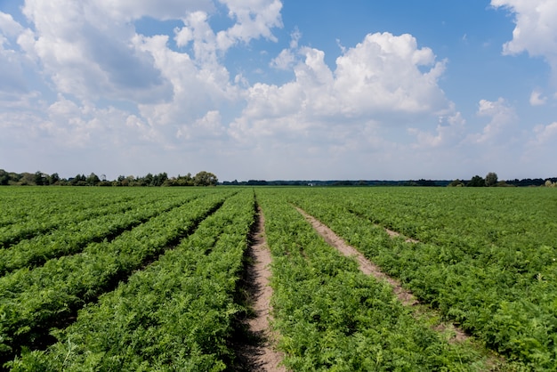 Lang veld en rijen van wortelen. Blauwe zomer hemel.