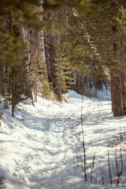 Lang voetpad gemaakt in sneeuwjacht tussen pijnbomen en berken in diepe bossen op zonnige winterdag of ochtend met niemand in de buurt