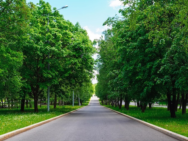 Lang wandelpad in het park in de zomer